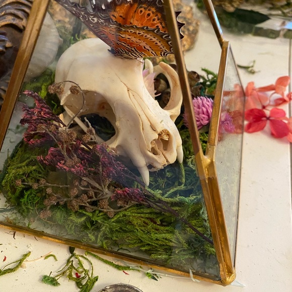 🐈⬛ 🦋 ☠️ in Triangular Terrarium - Picture 3 of 6
